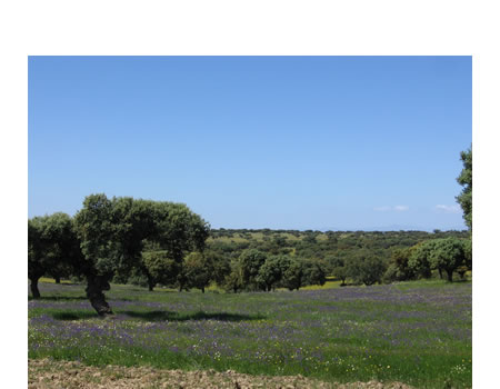 Dehesa es un bosque formado por encinas